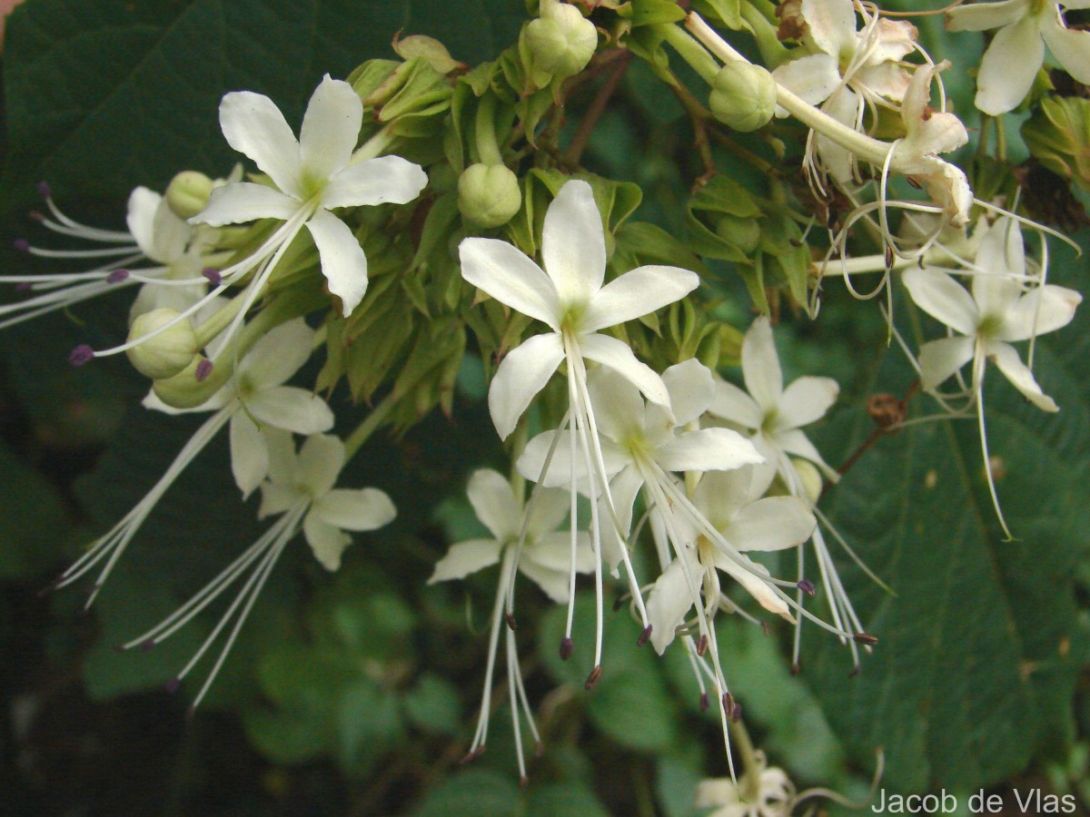 Clerodendrum infortunatum L.